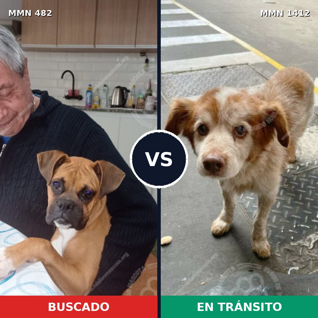 Comparativa MMS 24468: mascota perdida y mascota encontrada, 45% de similitud