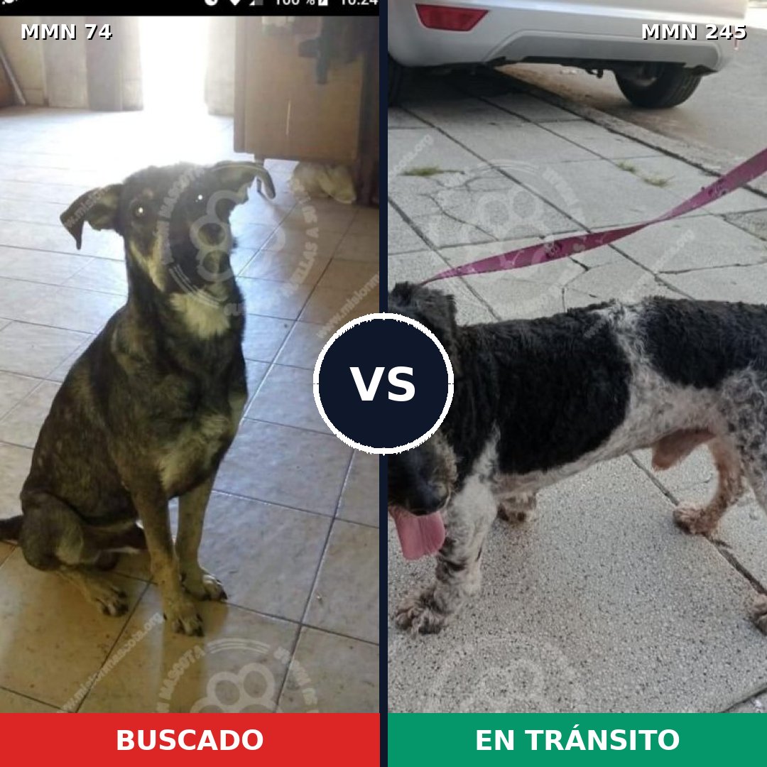 Comparativa MMS 2447: mascota perdida y mascota encontrada, 74% de similitud