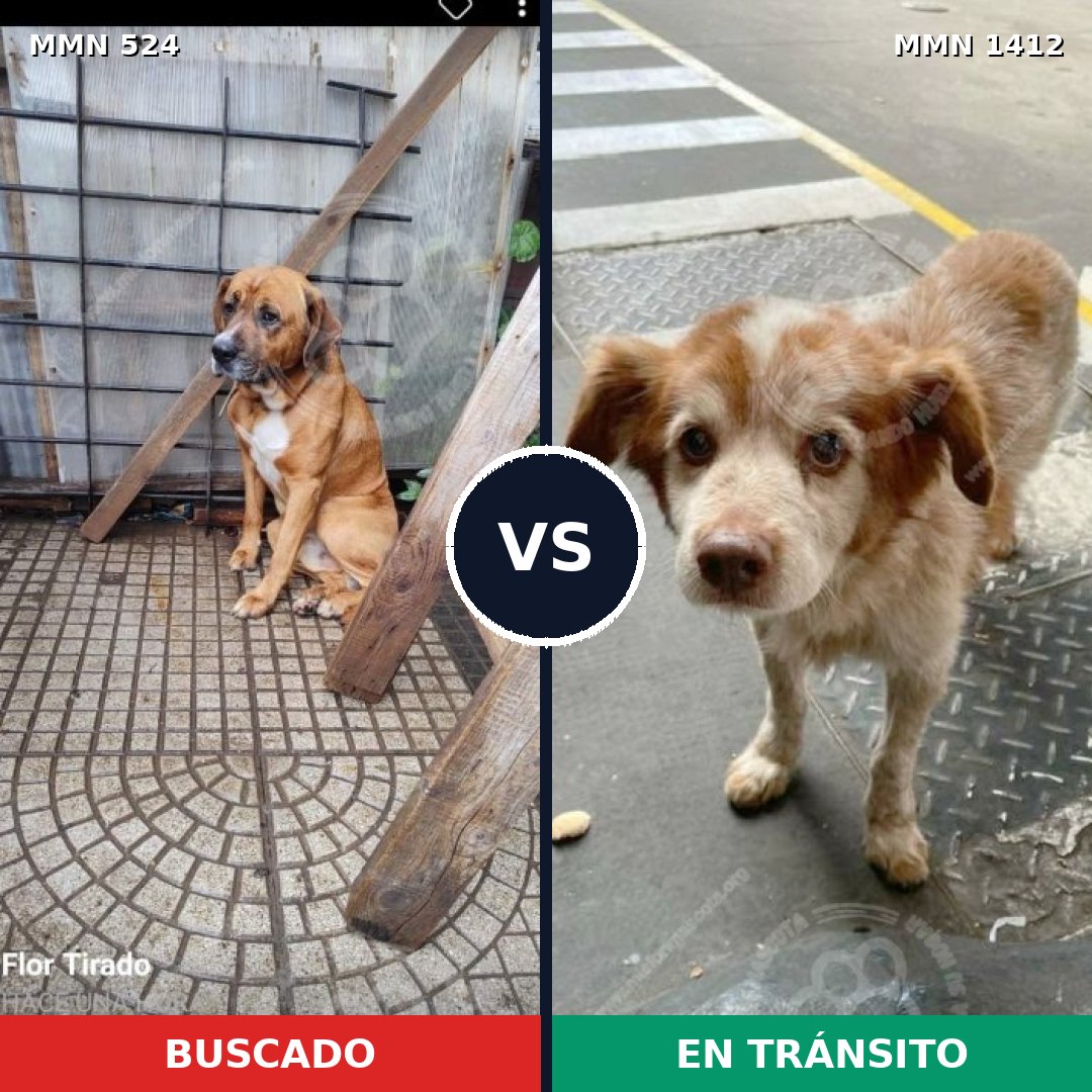 Comparativa MMS 24471: mascota perdida y mascota encontrada, 53% de similitud