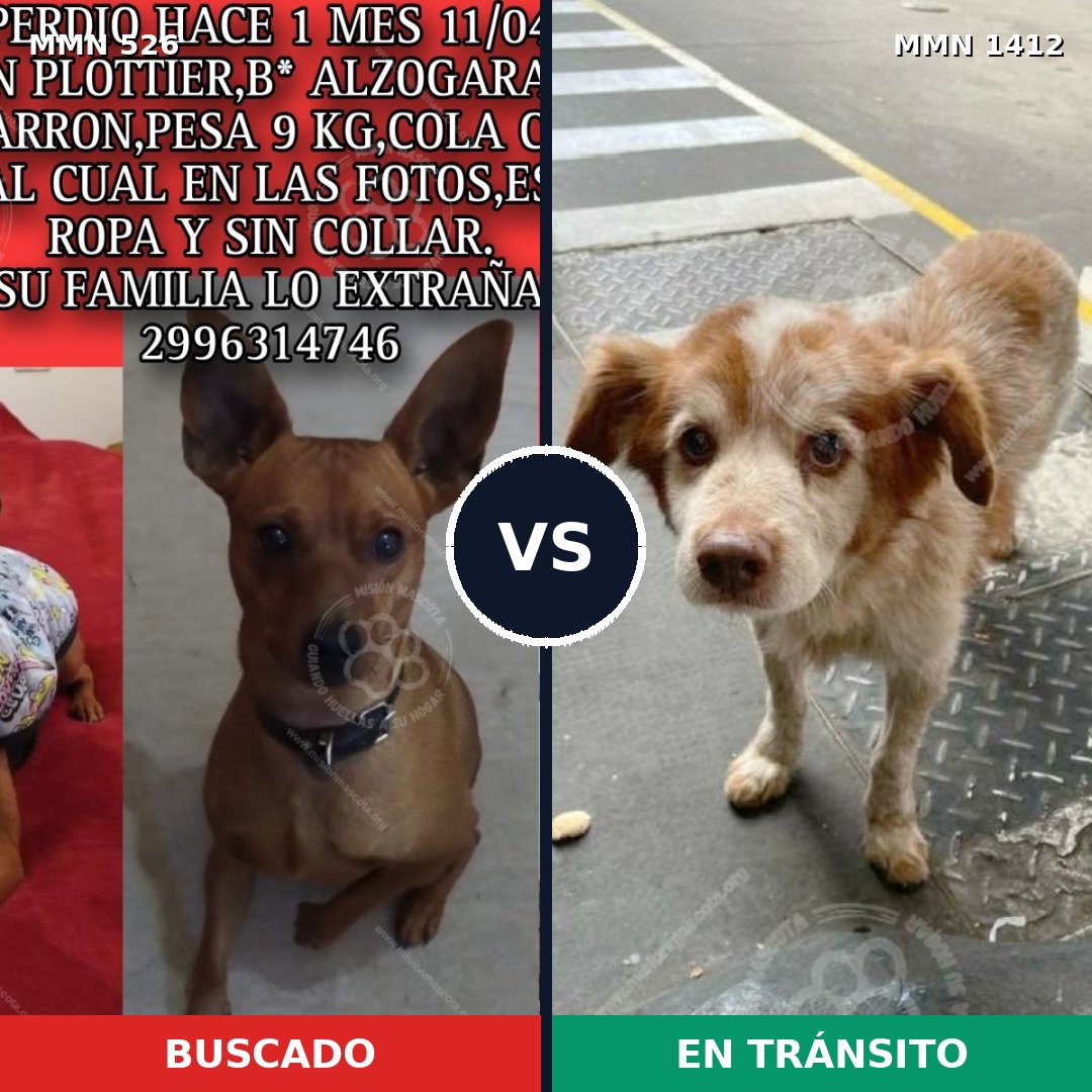 Comparativa MMS 24472: mascota perdida y mascota encontrada, 44% de similitud