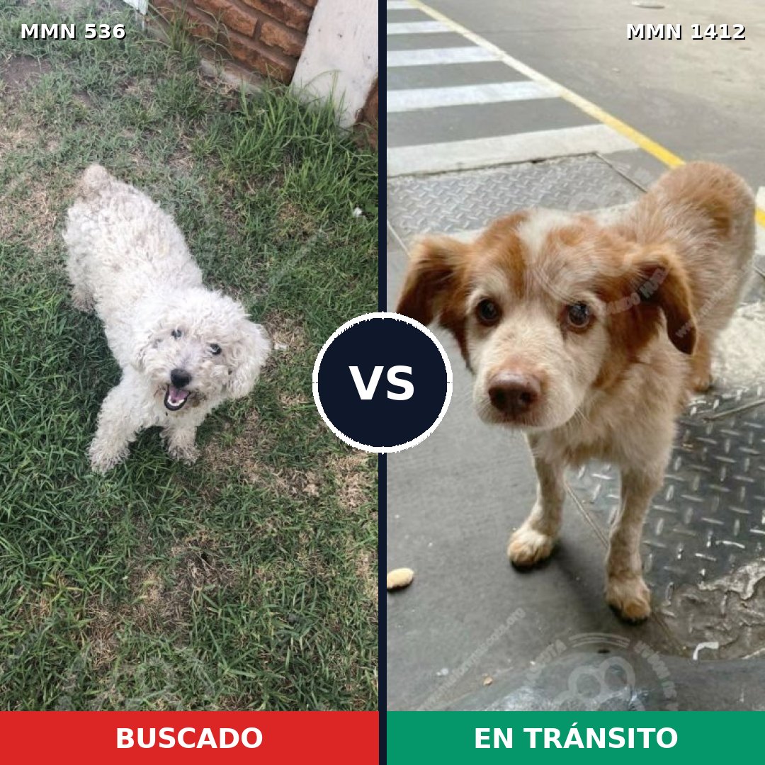 Comparativa MMS 24474: mascota perdida y mascota encontrada, 56% de similitud