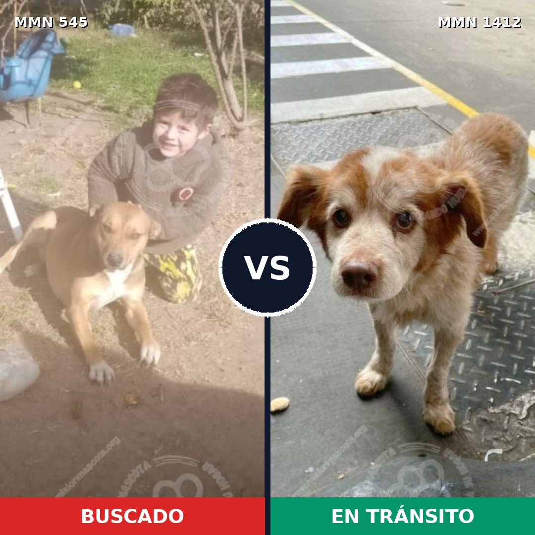 Comparativa MMS 24475: mascota perdida y mascota encontrada, 56% de similitud