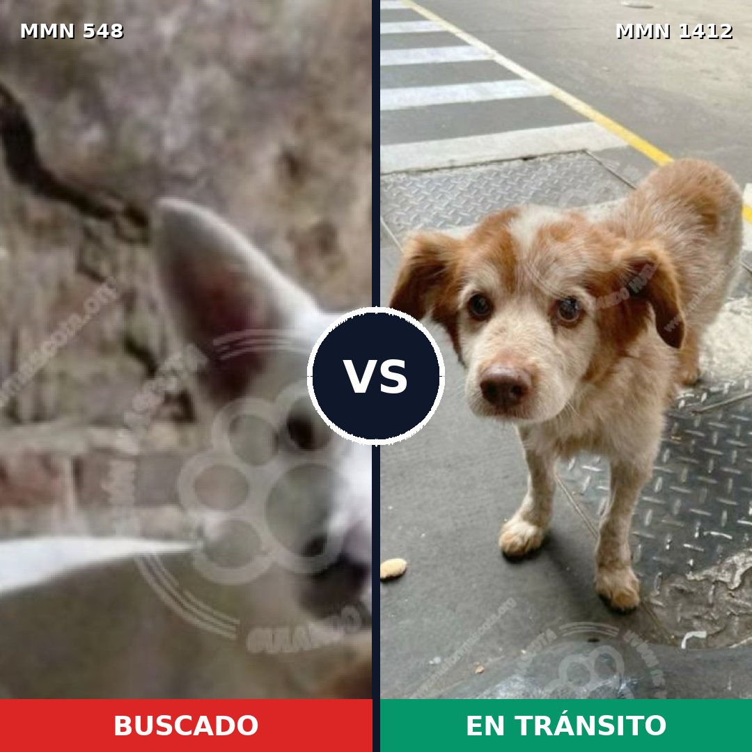 Comparativa MMS 24476: mascota perdida y mascota encontrada, 73% de similitud