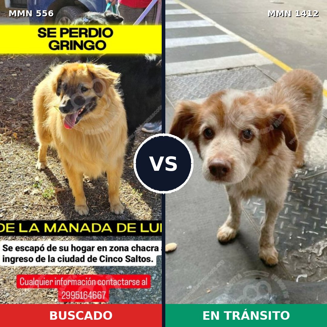Comparativa MMS 24477: mascota perdida y mascota encontrada, 58% de similitud