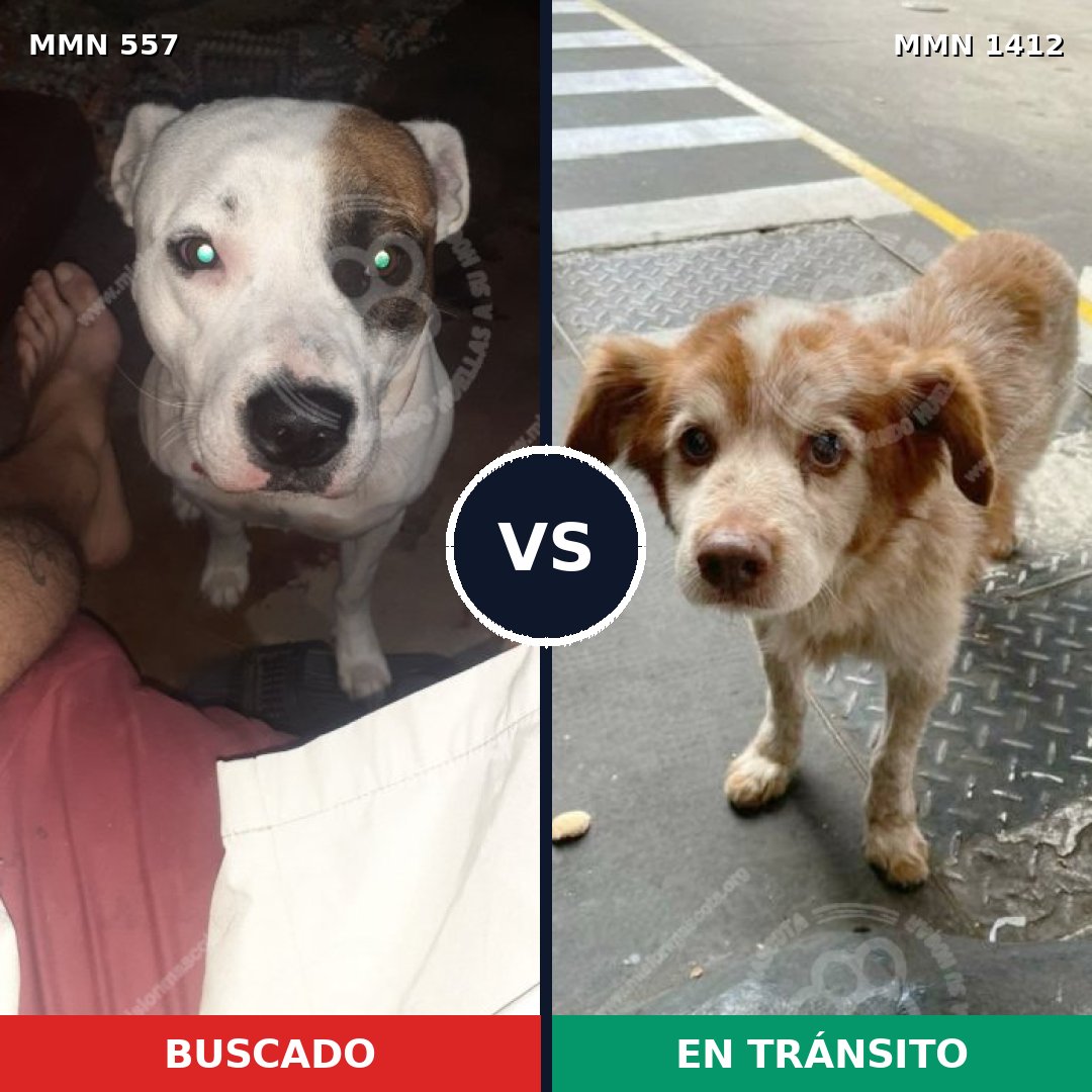Comparativa MMS 24478: mascota perdida y mascota encontrada, 45% de similitud