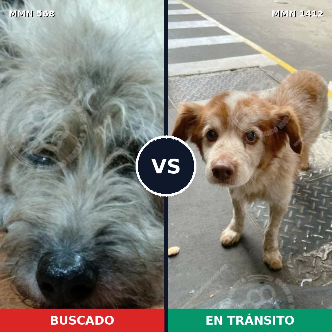Comparativa MMS 24479: mascota perdida y mascota encontrada, 57% de similitud