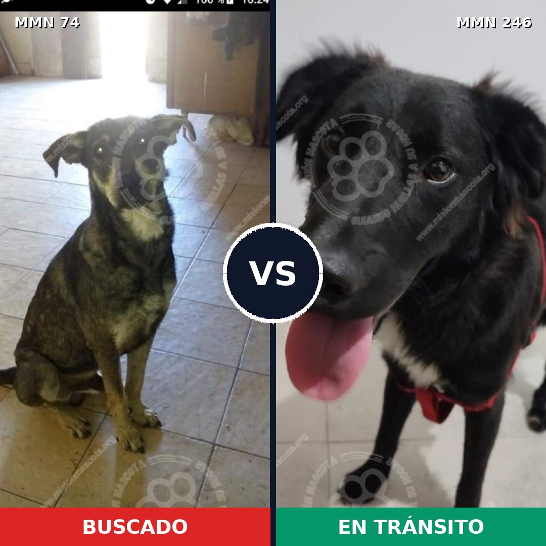 Comparativa MMS 2448: mascota perdida y mascota encontrada, 73% de similitud