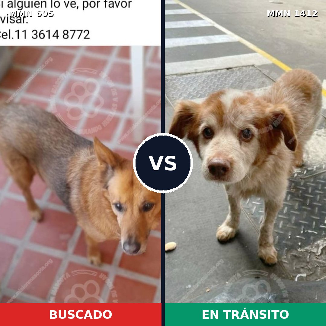 Comparativa MMS 24481: mascota perdida y mascota encontrada, 74% de similitud