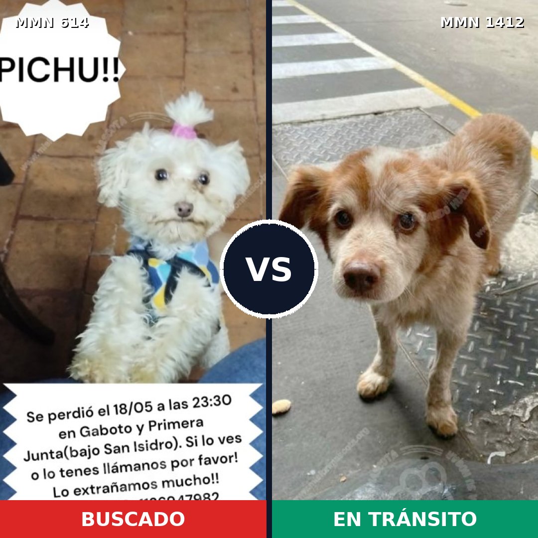 Comparativa MMS 24484: mascota perdida y mascota encontrada, 48% de similitud