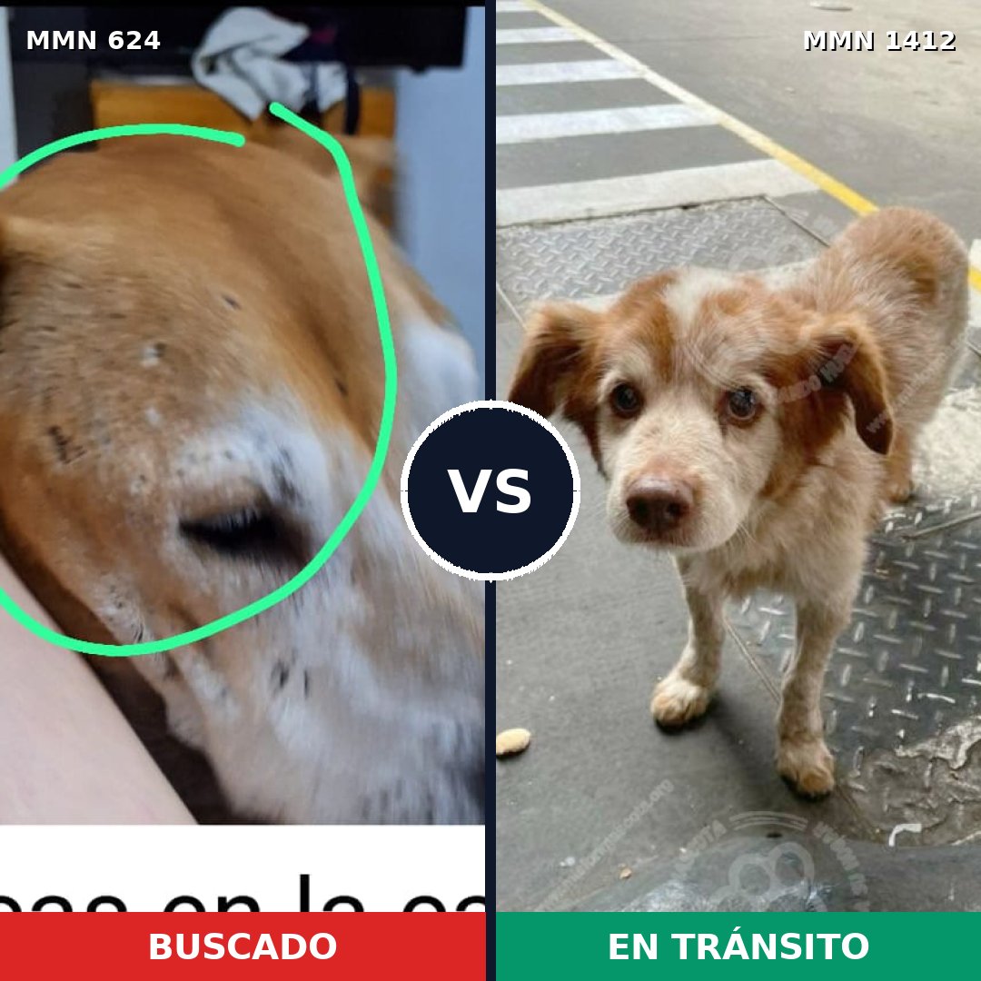 Comparativa MMS 24485: mascota perdida y mascota encontrada, 31% de similitud