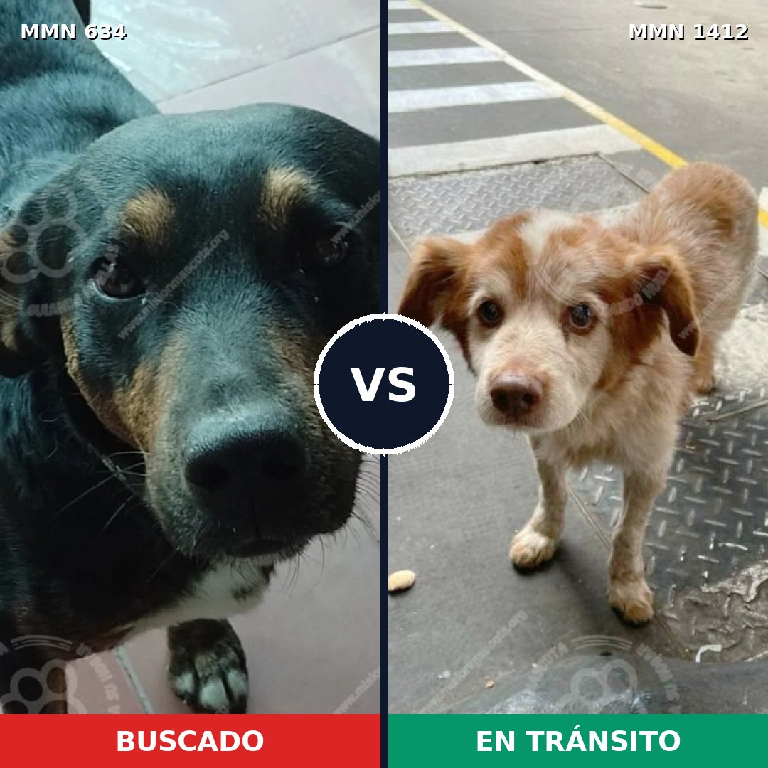 Comparativa MMS 24486: mascota perdida y mascota encontrada, 56% de similitud