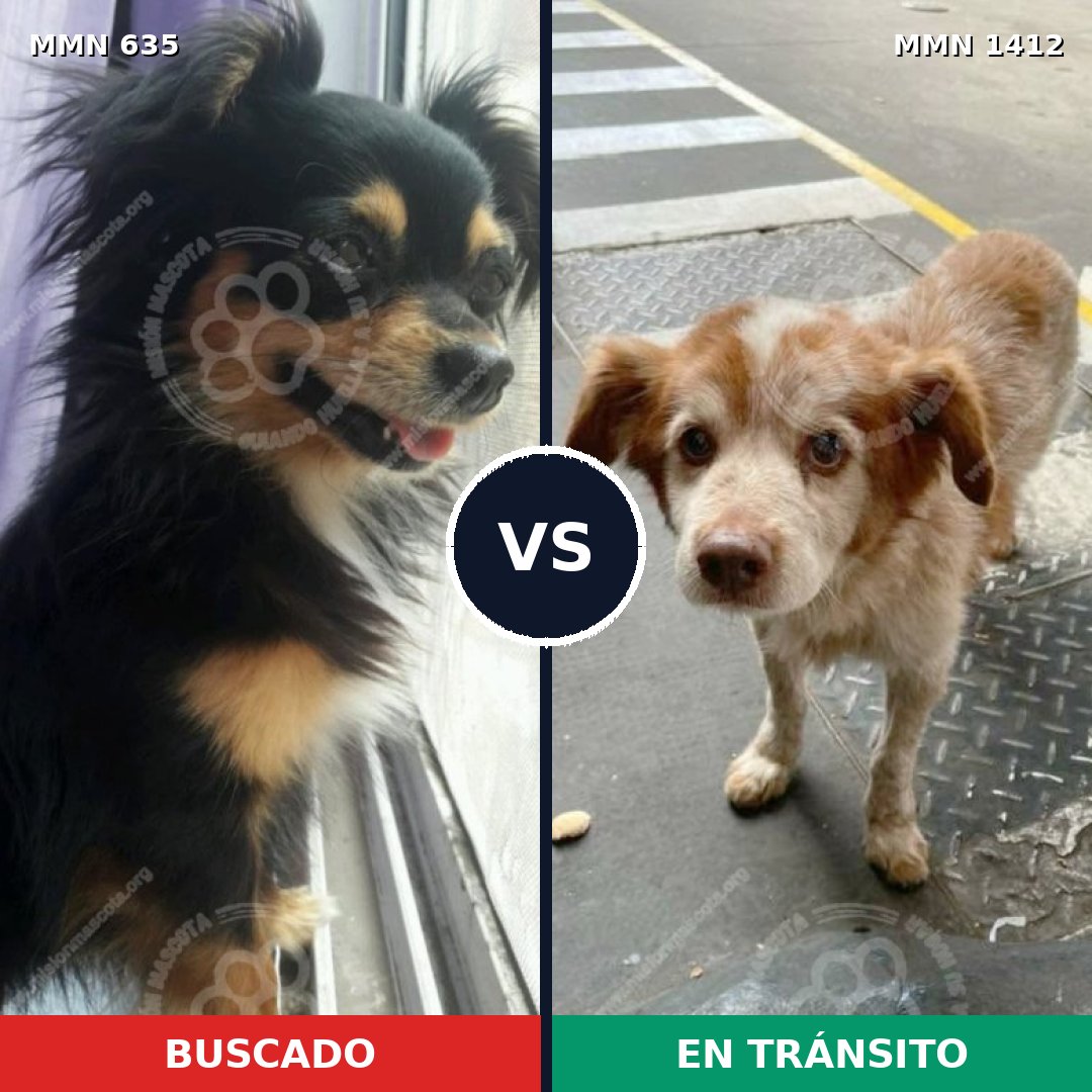 Comparativa MMS 24487: mascota perdida y mascota encontrada, 38% de similitud