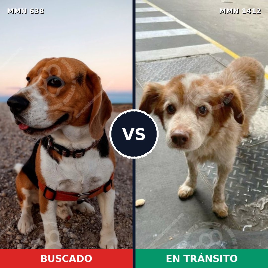 Comparativa MMS 24488: mascota perdida y mascota encontrada, 38% de similitud
