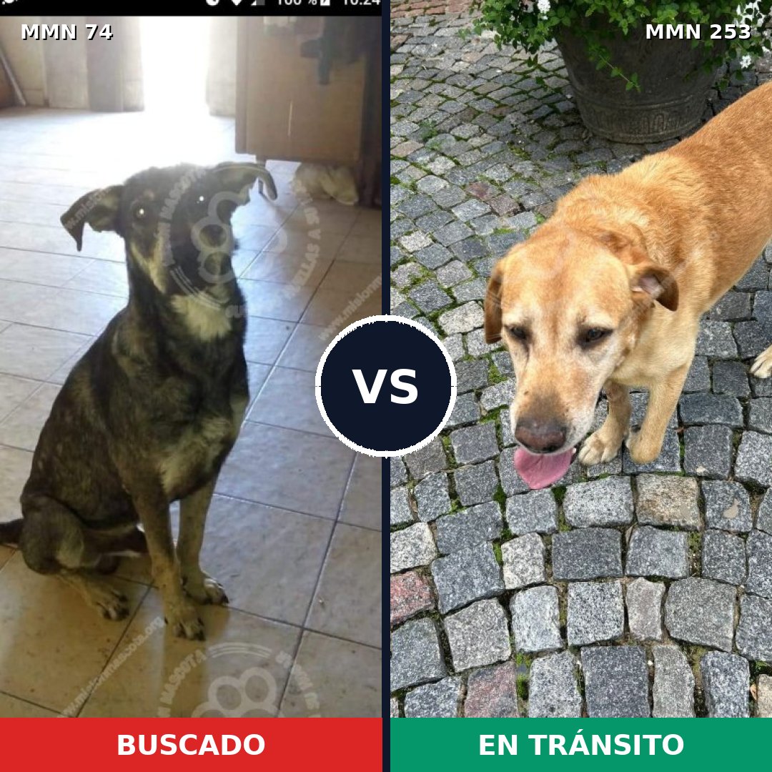Comparativa MMS 2449: mascota perdida y mascota encontrada, 76% de similitud
