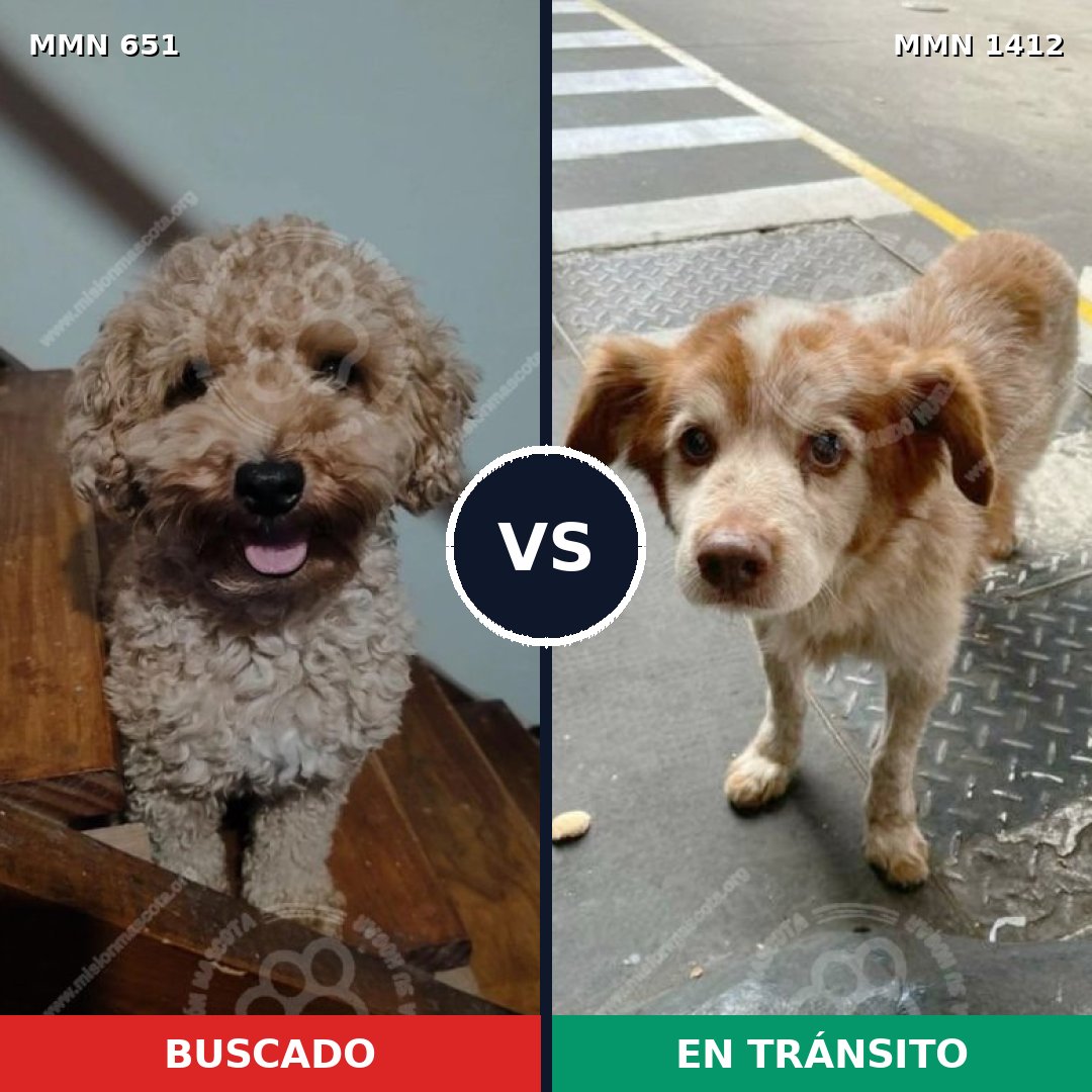 Comparativa MMS 24490: mascota perdida y mascota encontrada, 40% de similitud