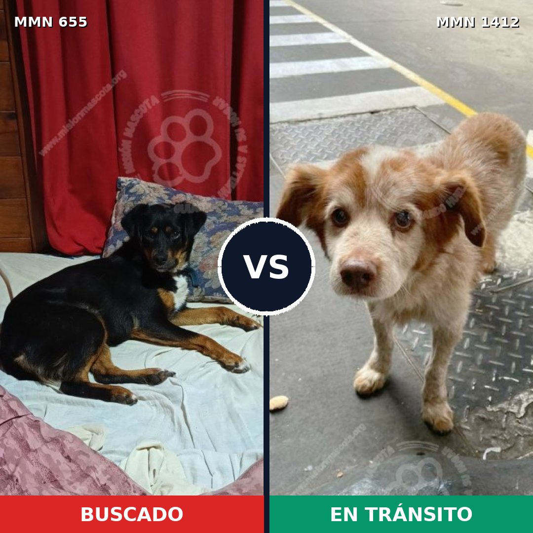 Comparativa MMS 24492: mascota perdida y mascota encontrada, 46% de similitud