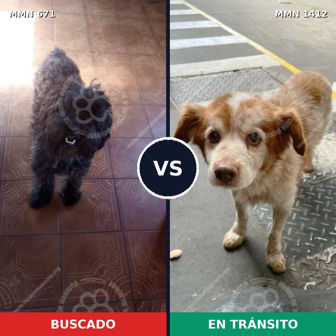 Comparativa MMS 24493: mascota perdida y mascota encontrada, 42% de similitud