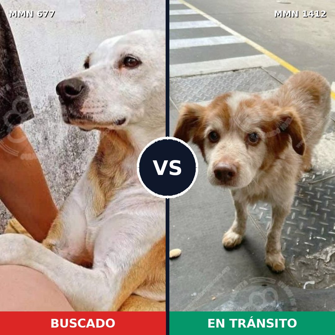 Comparativa MMS 24494: mascota perdida y mascota encontrada, 60% de similitud