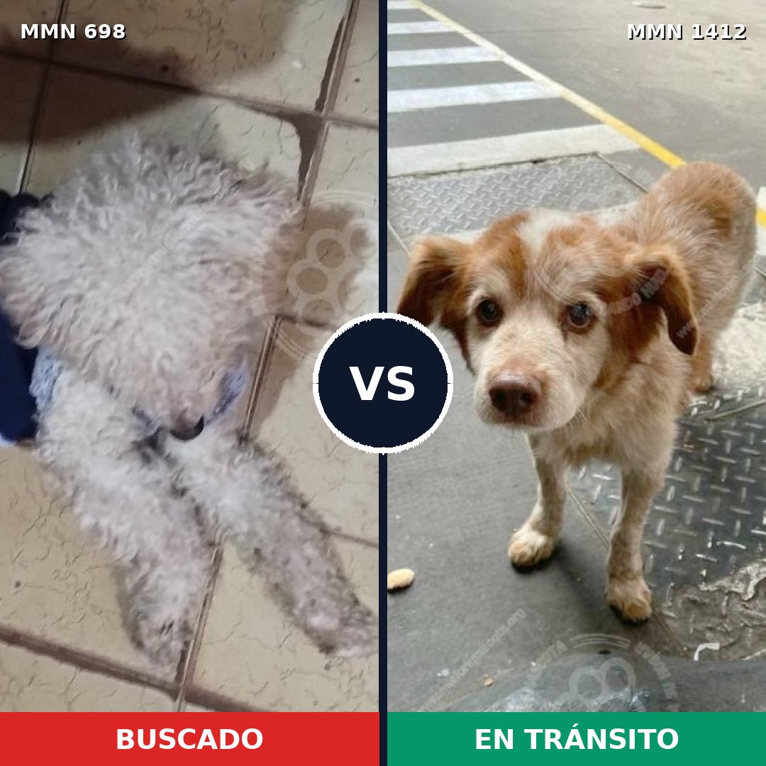 Comparativa MMS 24495: mascota perdida y mascota encontrada, 58% de similitud