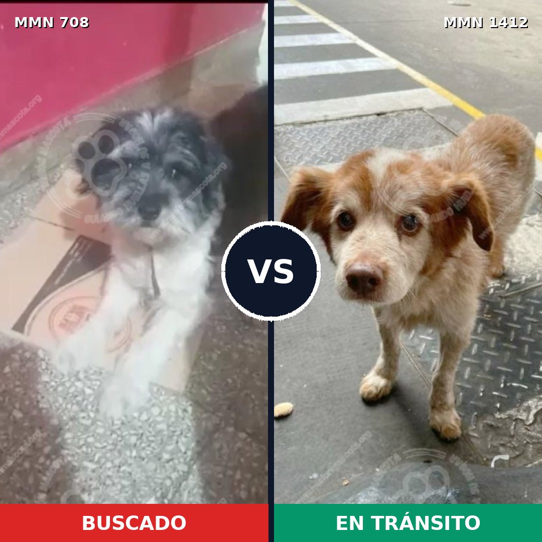 Comparativa MMS 24496: mascota perdida y mascota encontrada, 60% de similitud