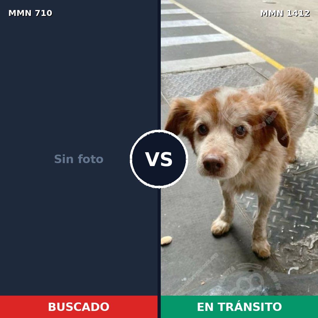 Comparativa MMS 24497: mascota perdida y mascota encontrada, 43% de similitud