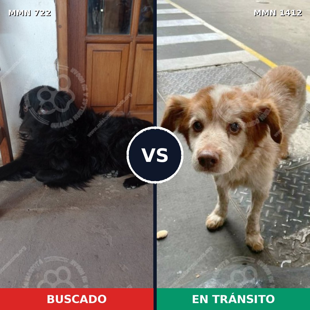 Comparativa MMS 24498: mascota perdida y mascota encontrada, 33% de similitud