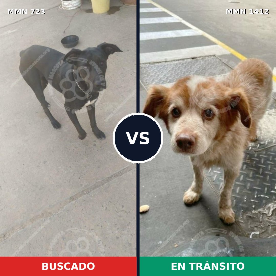 Comparativa MMS 24499: mascota perdida y mascota encontrada, 46% de similitud