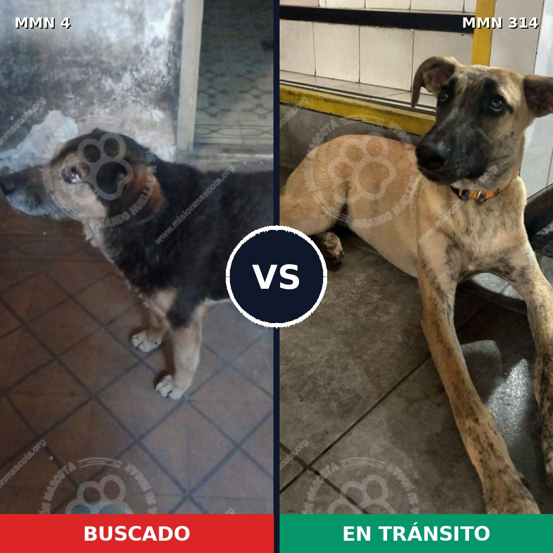 Comparativa MMS 245: mascota perdida y mascota encontrada, 68% de similitud