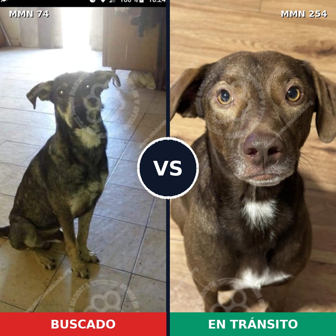 Comparativa MMS 2450: mascota perdida y mascota encontrada, 59% de similitud