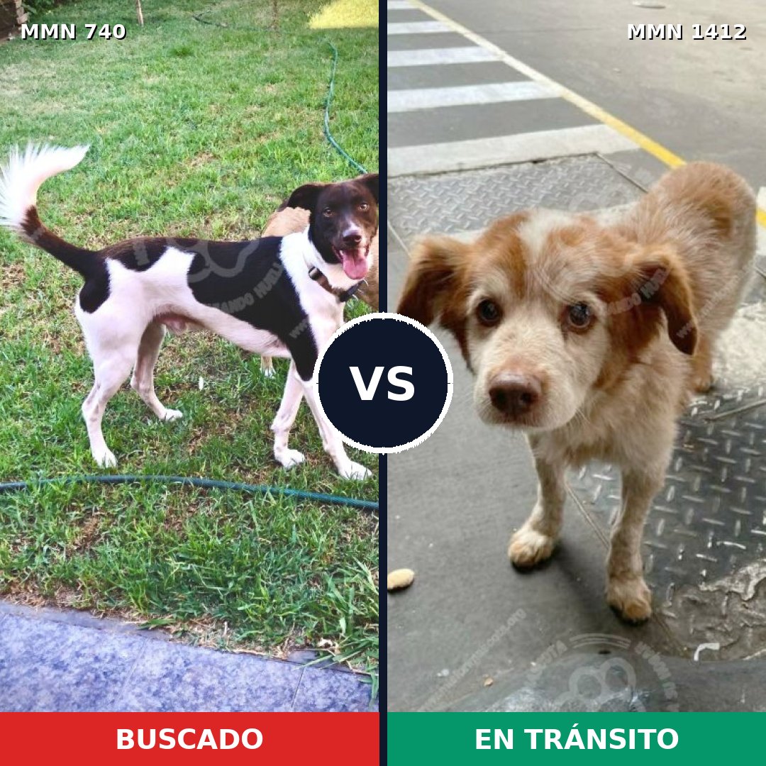 Comparativa MMS 24501: mascota perdida y mascota encontrada, 58% de similitud