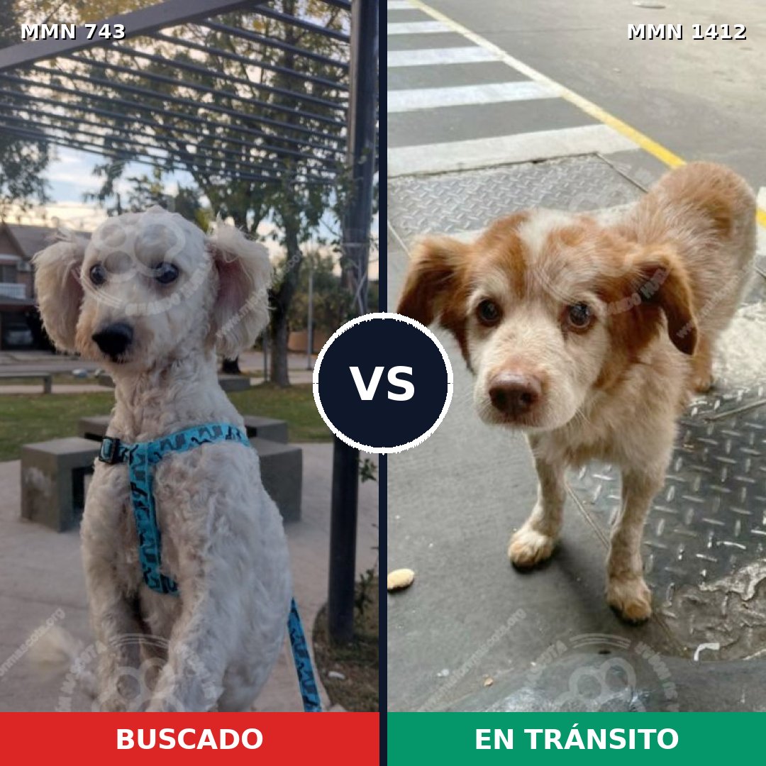 Comparativa MMS 24502: mascota perdida y mascota encontrada, 48% de similitud