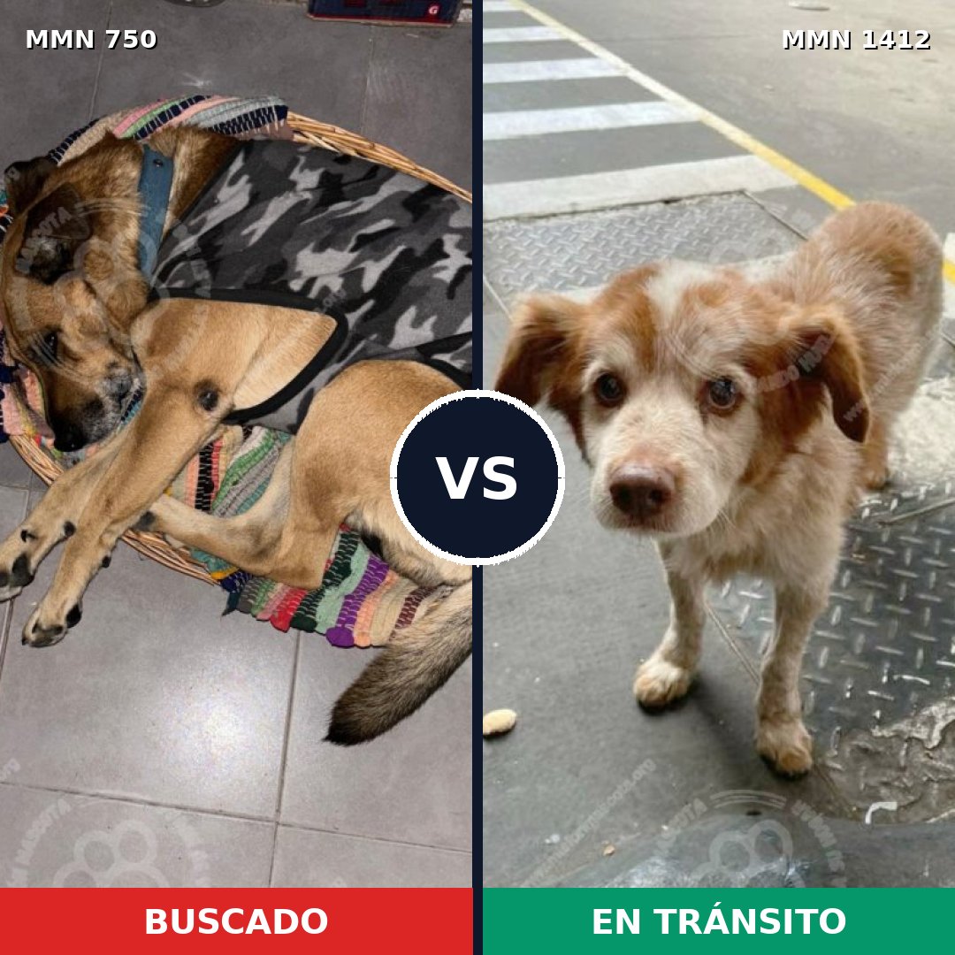 Comparativa MMS 24503: mascota perdida y mascota encontrada, 51% de similitud
