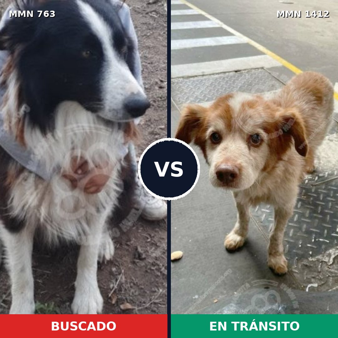 Comparativa MMS 24505: mascota perdida y mascota encontrada, 30% de similitud