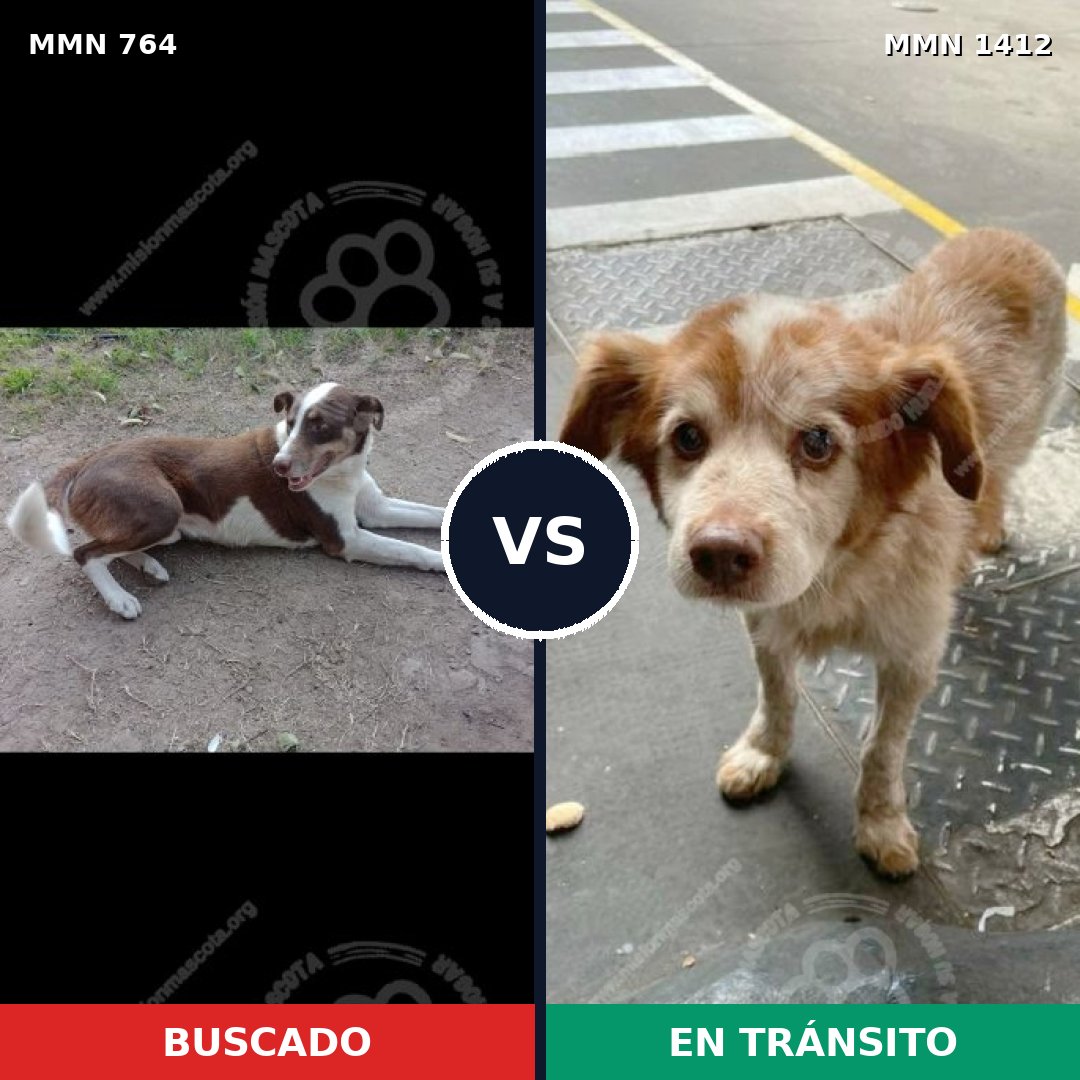 Comparativa MMS 24506: mascota perdida y mascota encontrada, 39% de similitud