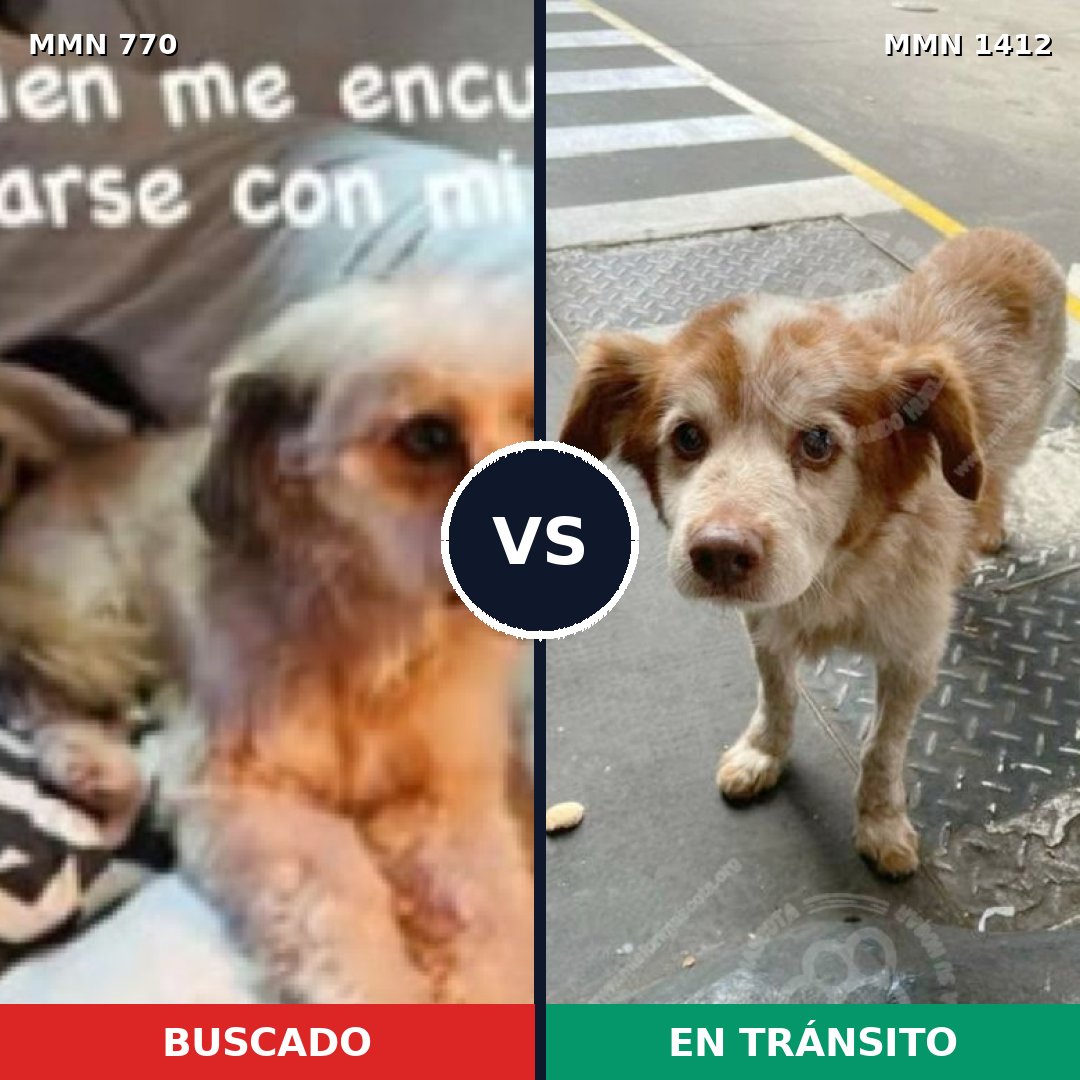 Comparativa MMS 24508: mascota perdida y mascota encontrada, 77% de similitud