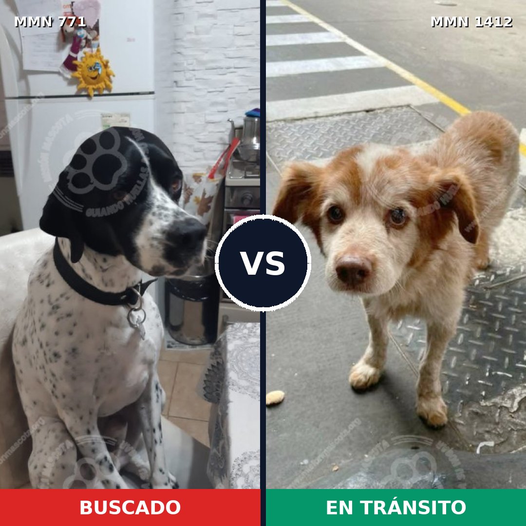 Comparativa MMS 24509: mascota perdida y mascota encontrada, 34% de similitud