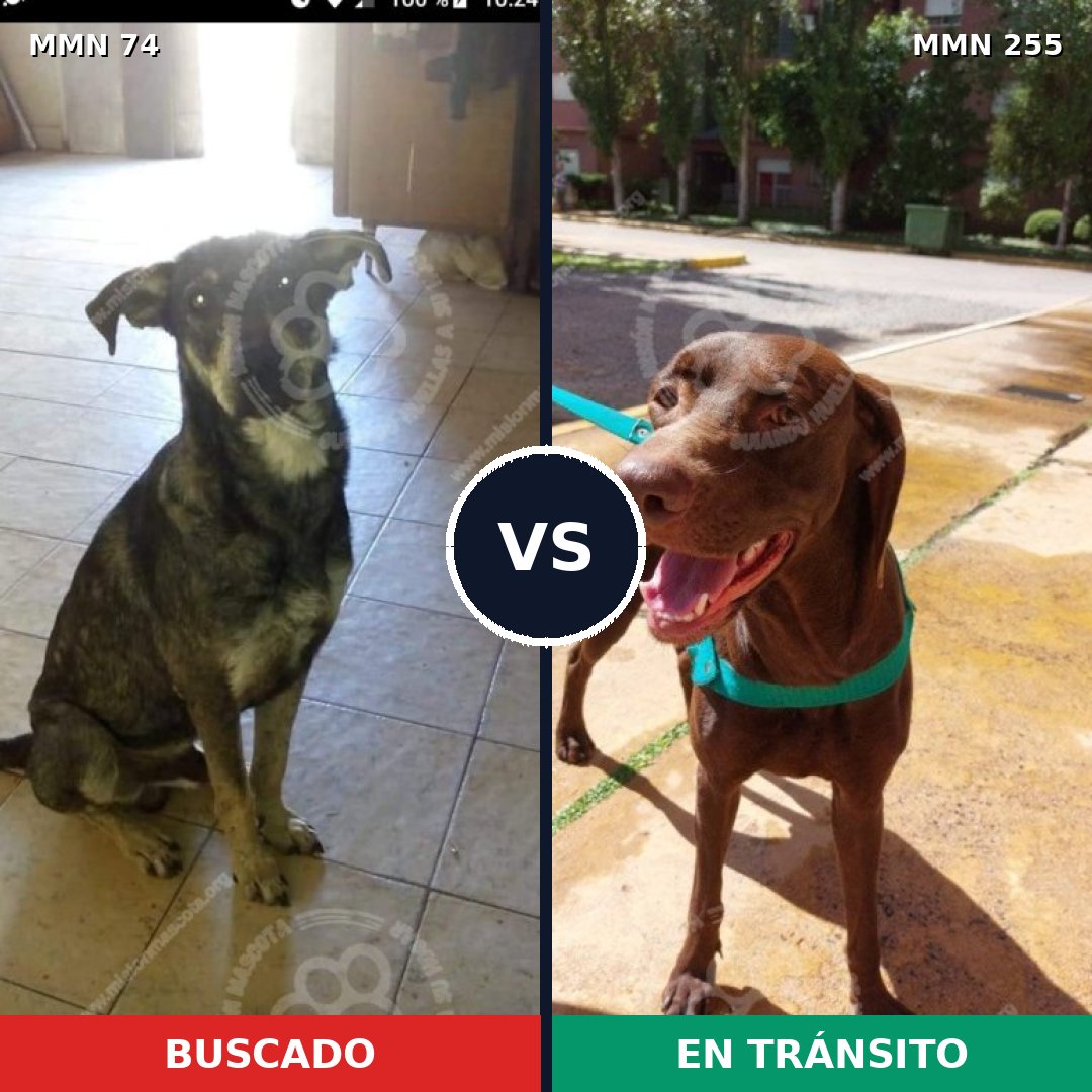 Comparativa MMS 2451: mascota perdida y mascota encontrada, 72% de similitud