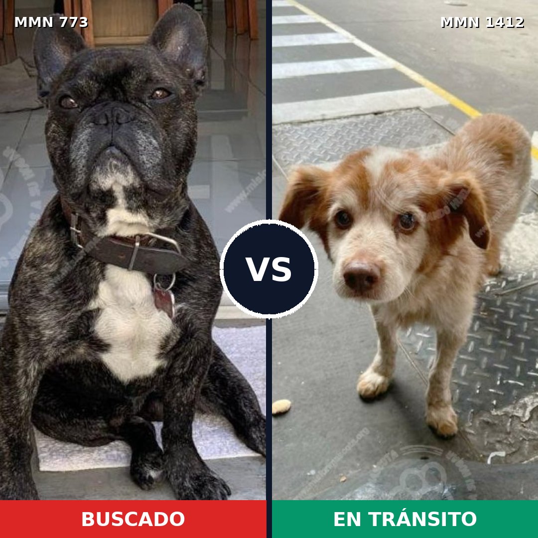 Comparativa MMS 24510: mascota perdida y mascota encontrada, 33% de similitud