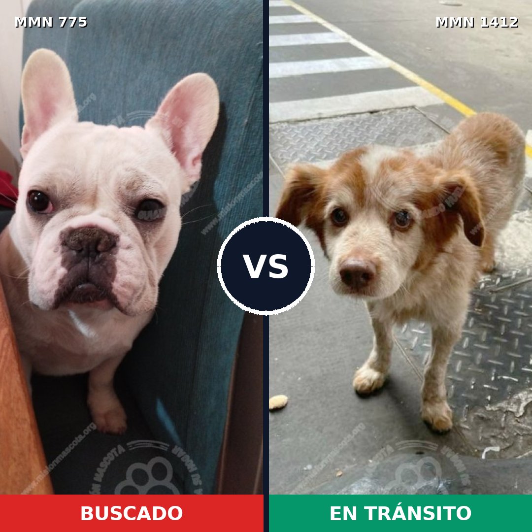 Comparativa MMS 24511: mascota perdida y mascota encontrada, 32% de similitud