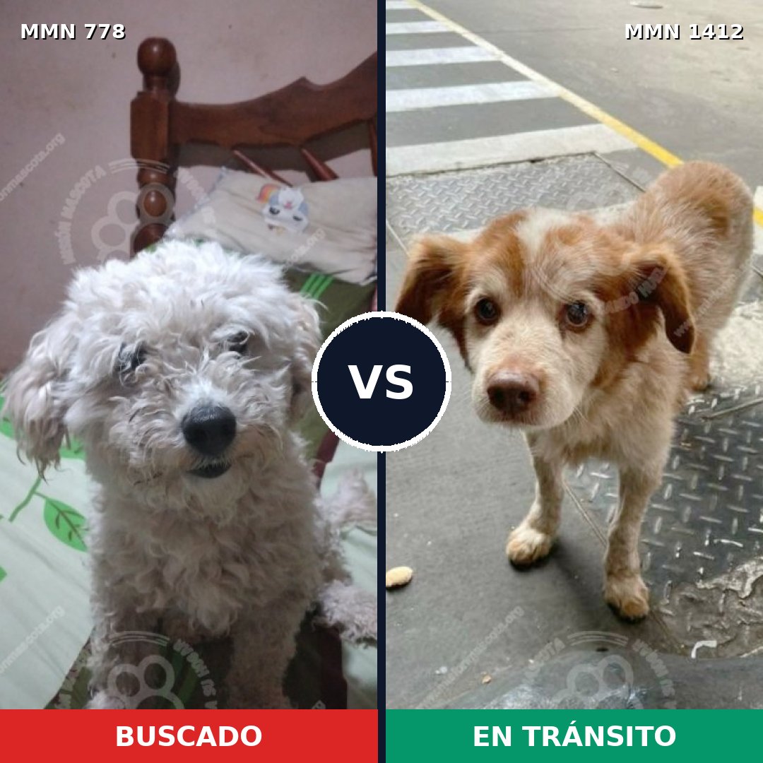 Comparativa MMS 24512: mascota perdida y mascota encontrada, 39% de similitud