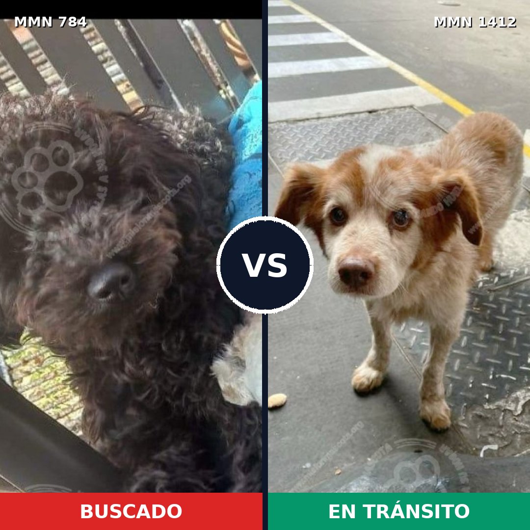 Comparativa MMS 24514: mascota perdida y mascota encontrada, 53% de similitud