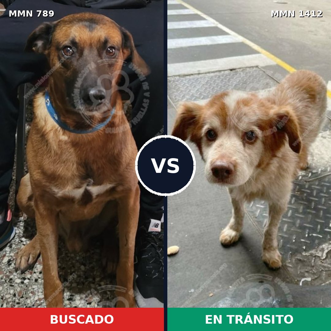 Comparativa MMS 24515: mascota perdida y mascota encontrada, 49% de similitud