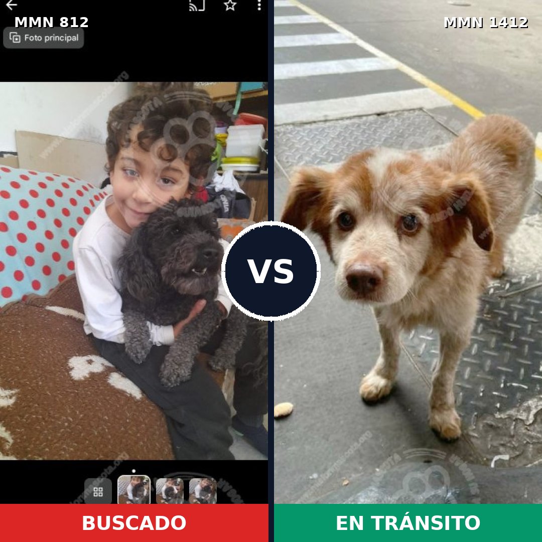 Comparativa MMS 24518: mascota perdida y mascota encontrada, 46% de similitud