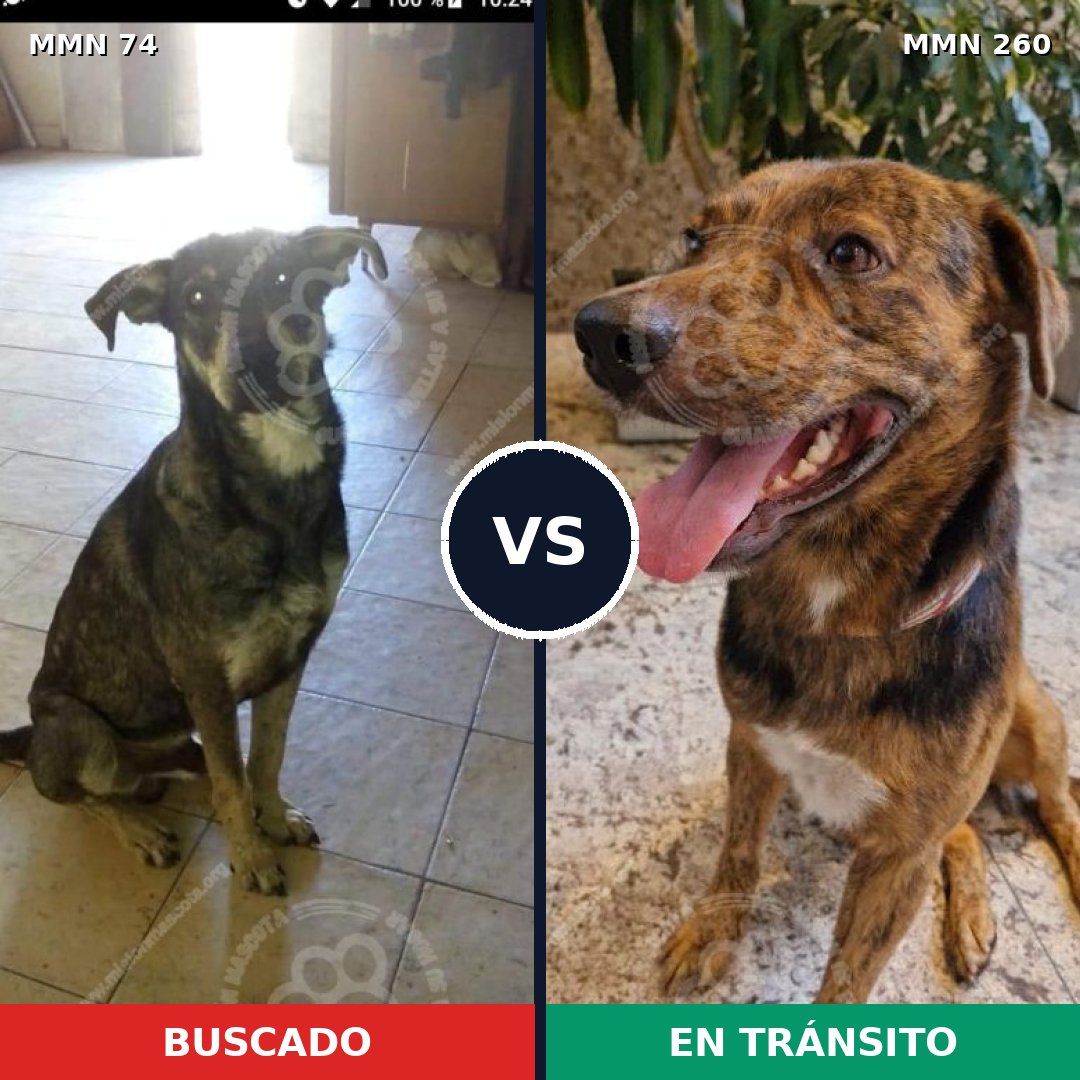 Comparativa MMS 2452: mascota perdida y mascota encontrada, 82% de similitud