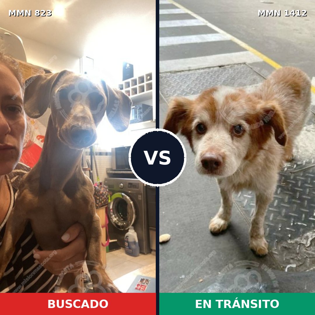 Comparativa MMS 24520: mascota perdida y mascota encontrada, 44% de similitud