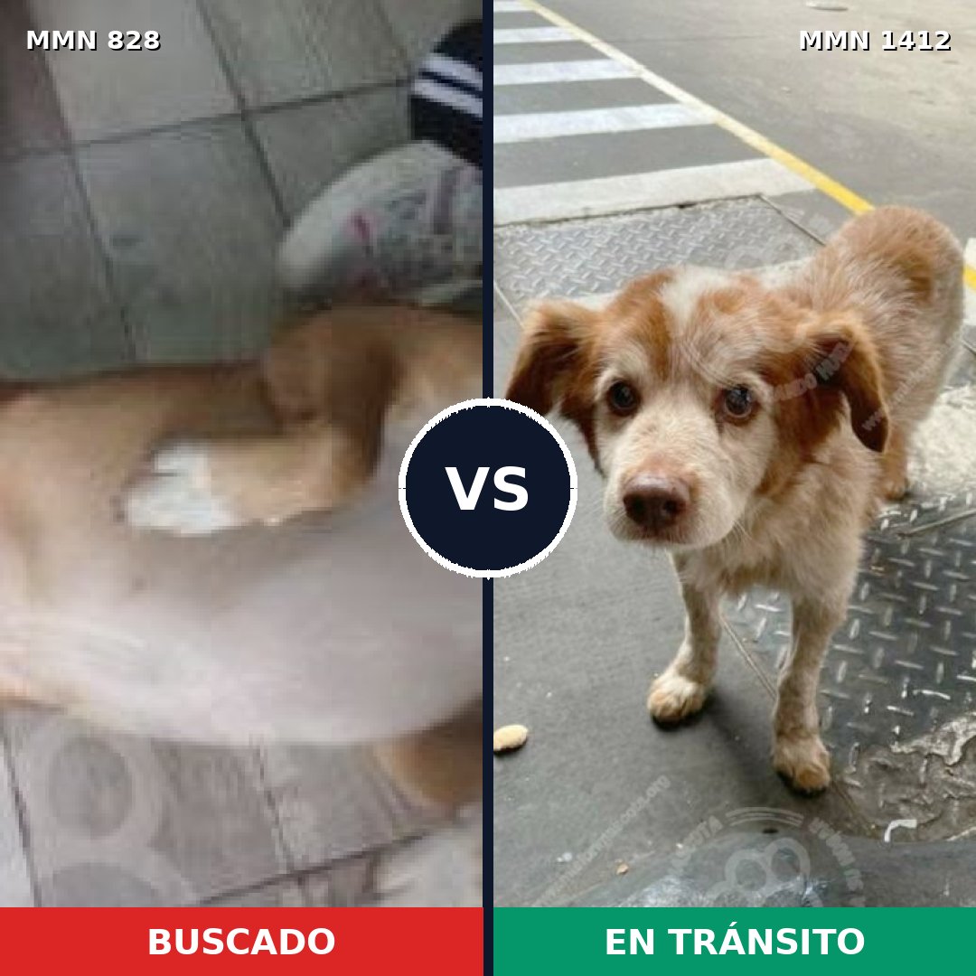Comparativa MMS 24521: mascota perdida y mascota encontrada, 75% de similitud
