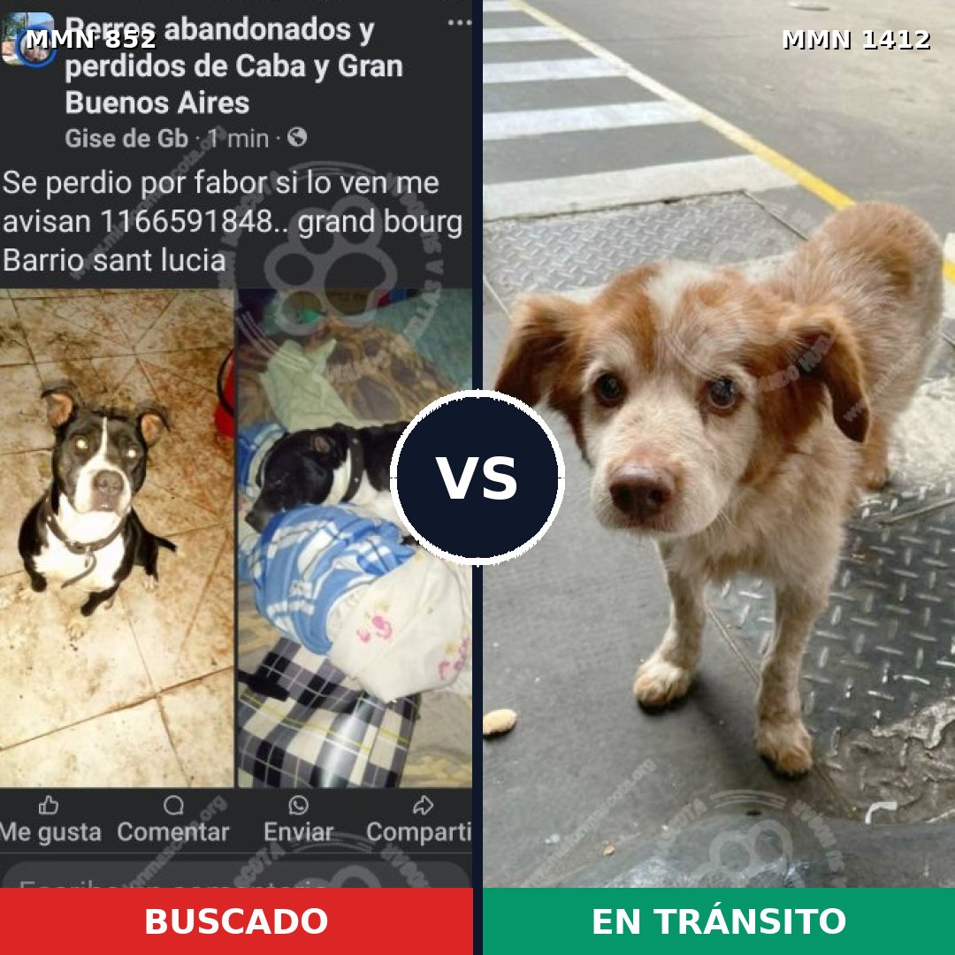 Comparativa MMS 24524: mascota perdida y mascota encontrada, 35% de similitud