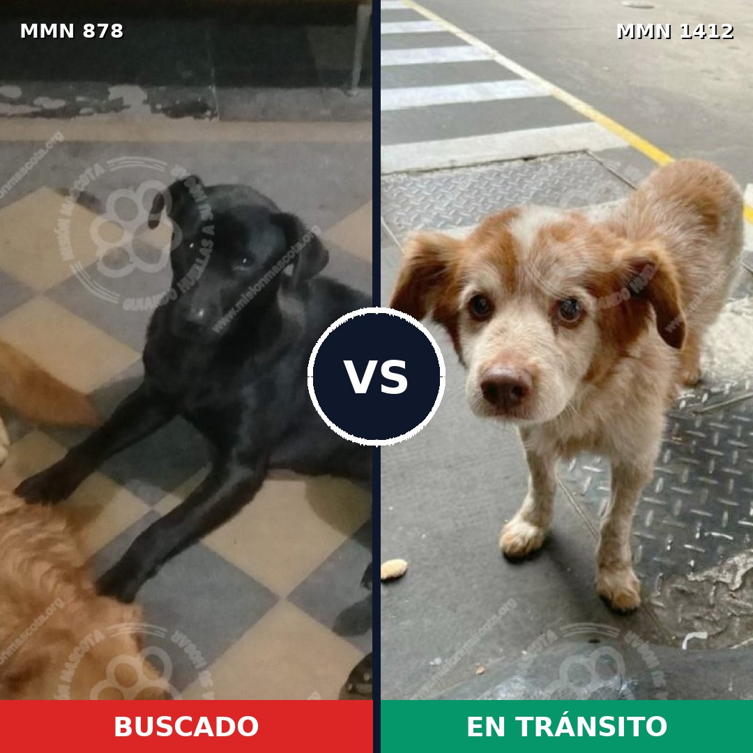 Comparativa MMS 24527: mascota perdida y mascota encontrada, 42% de similitud
