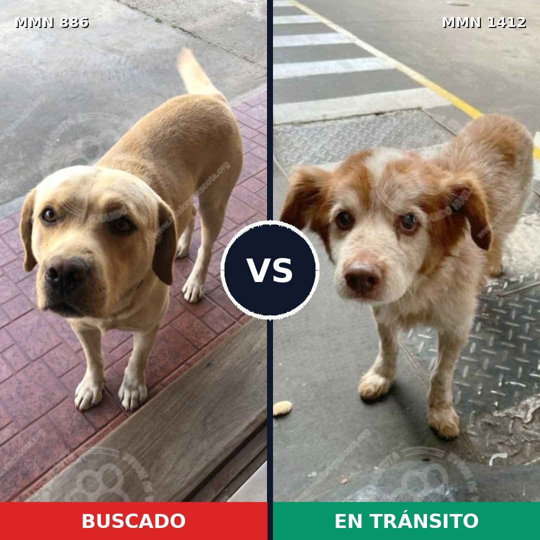 Comparativa MMS 24528: mascota perdida y mascota encontrada, 30% de similitud