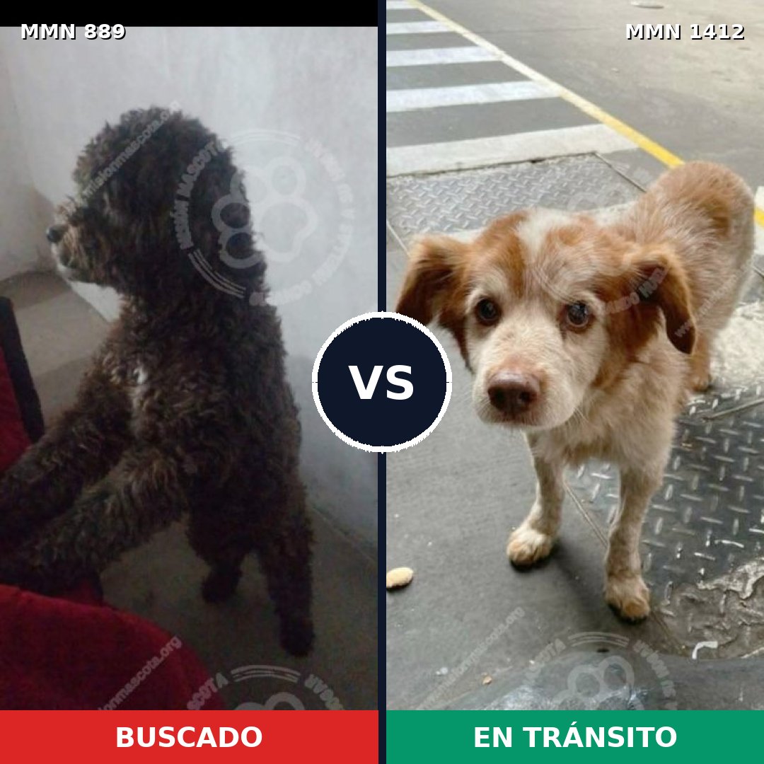 Comparativa MMS 24529: mascota perdida y mascota encontrada, 33% de similitud
